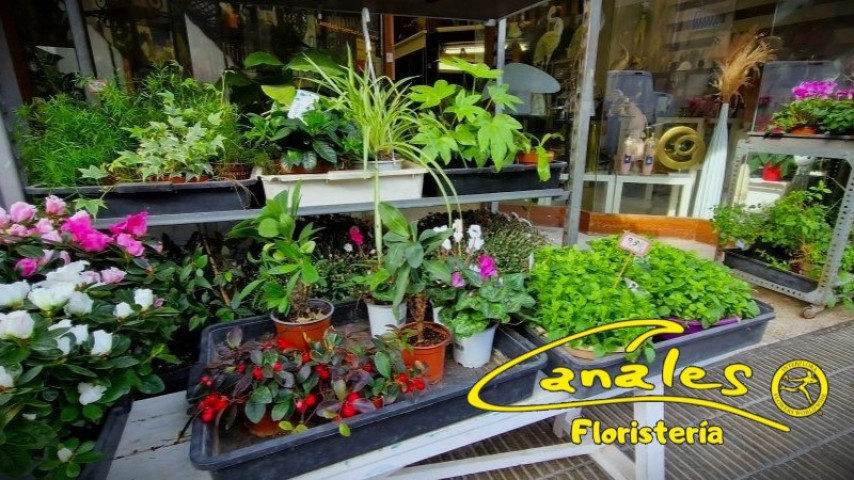 Floristera Canales